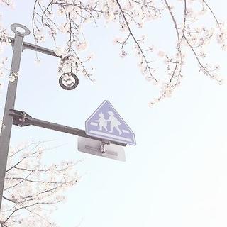 纯情小主播的BGM