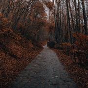 枫林尽头的独白Ⅰ秋风与落叶的叙事诗歌单