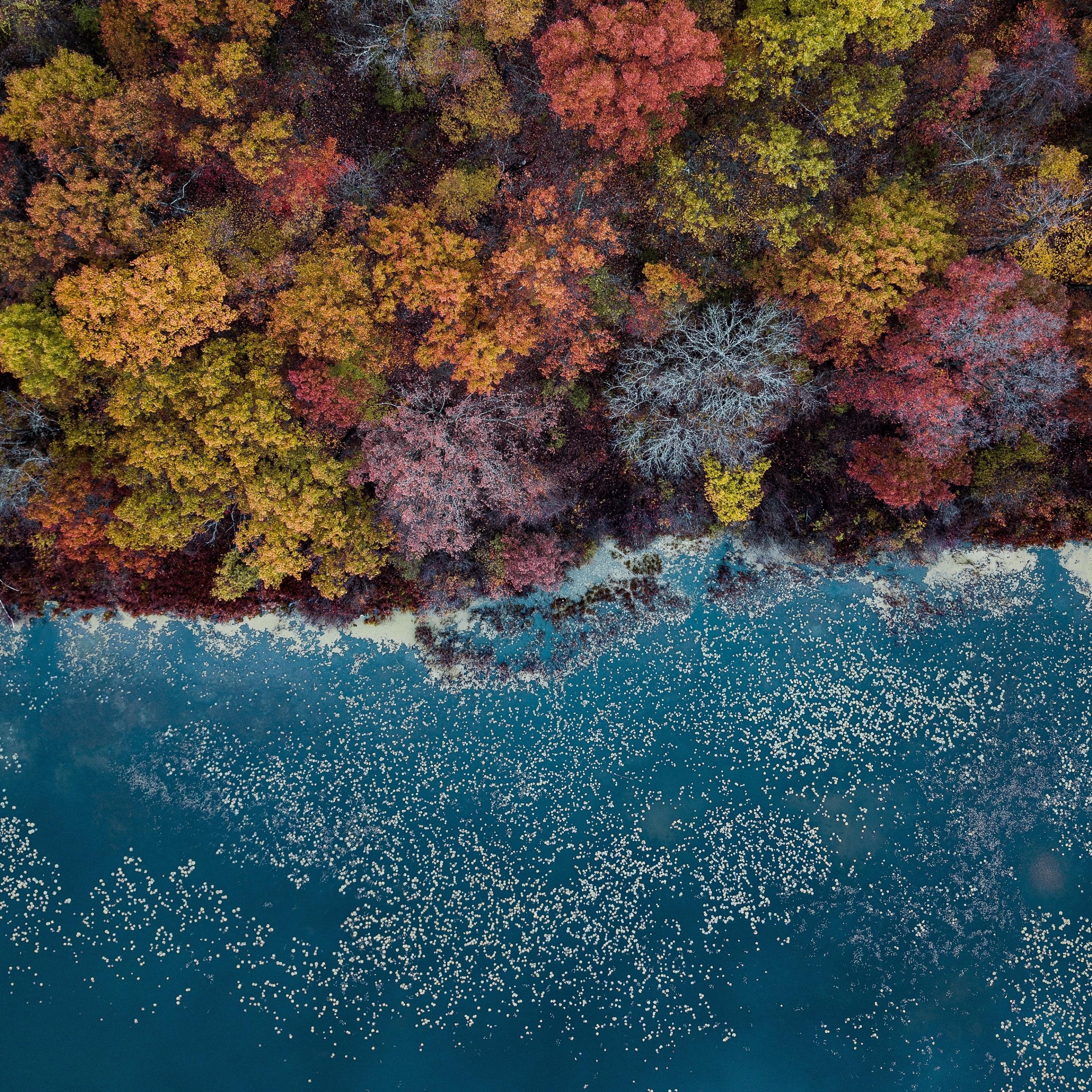 Leaves Turning