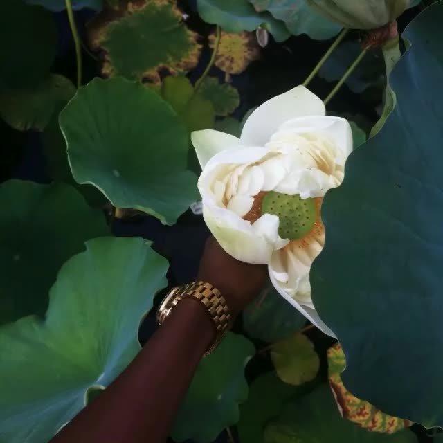 Trap Rap 聚集地