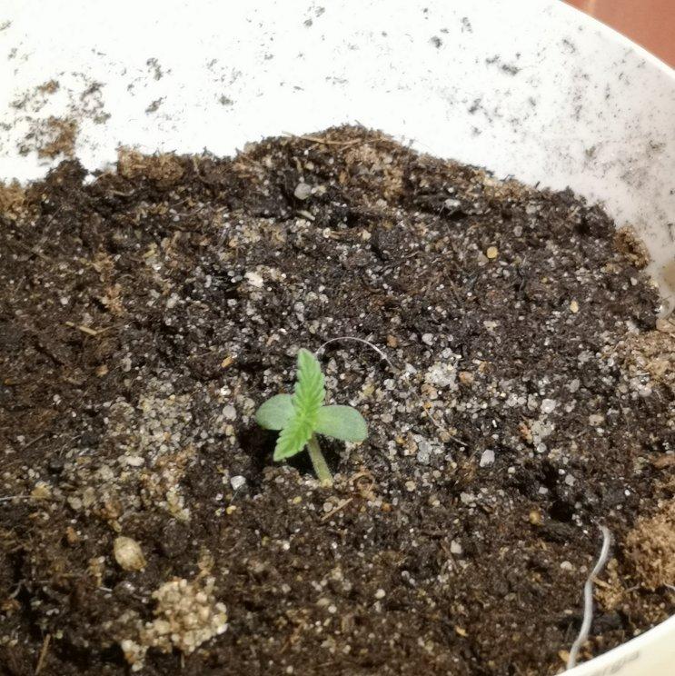 Rastafari