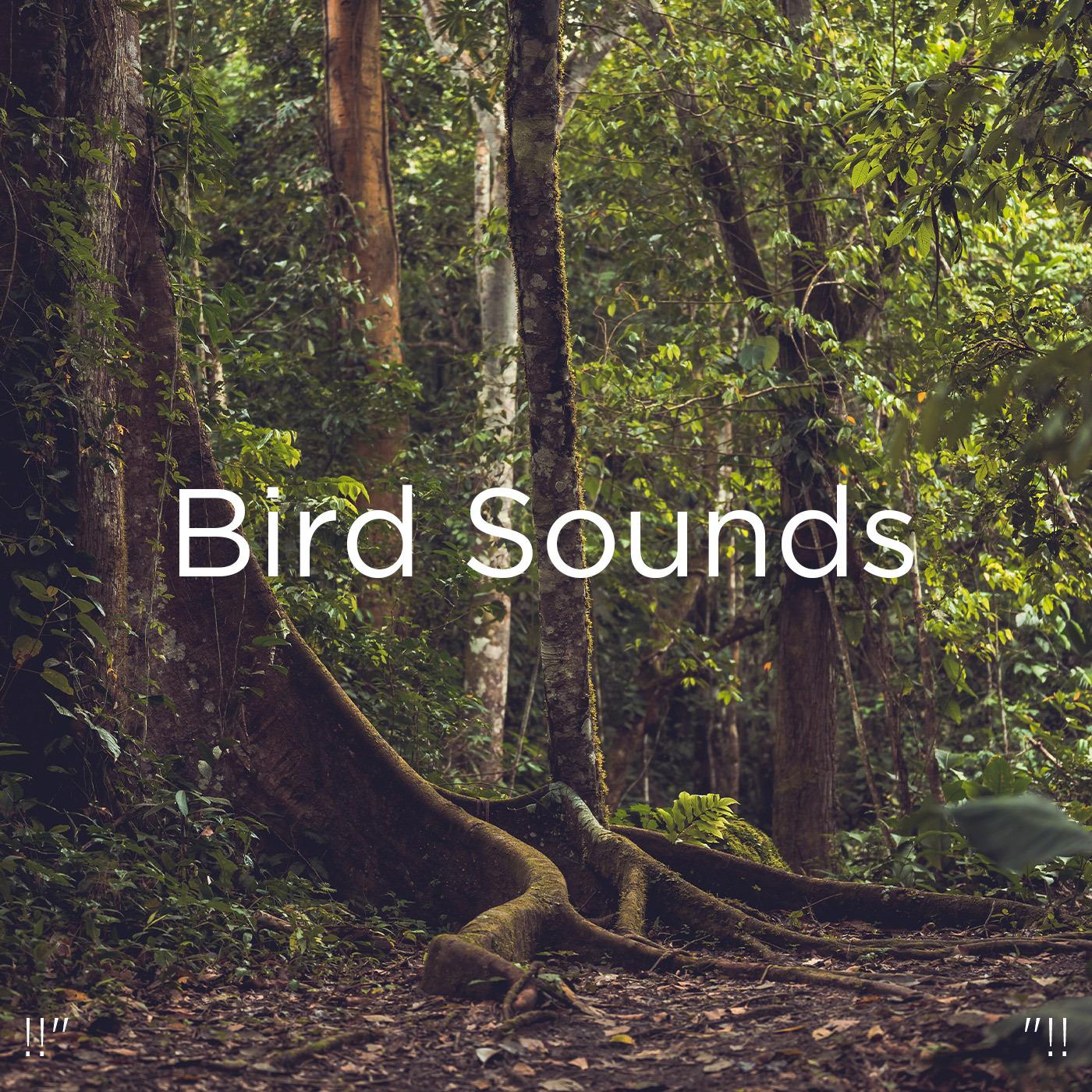 !!" Bird Sounds "!!