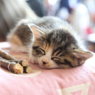 非情歌的泪点歌（献给每一位鹅）