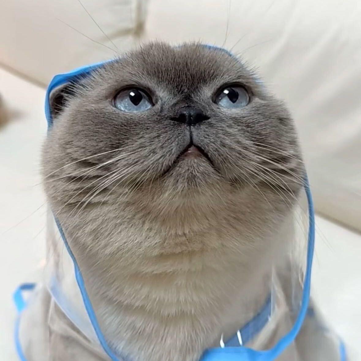 猫猫 - 歌手 - 网易云音乐