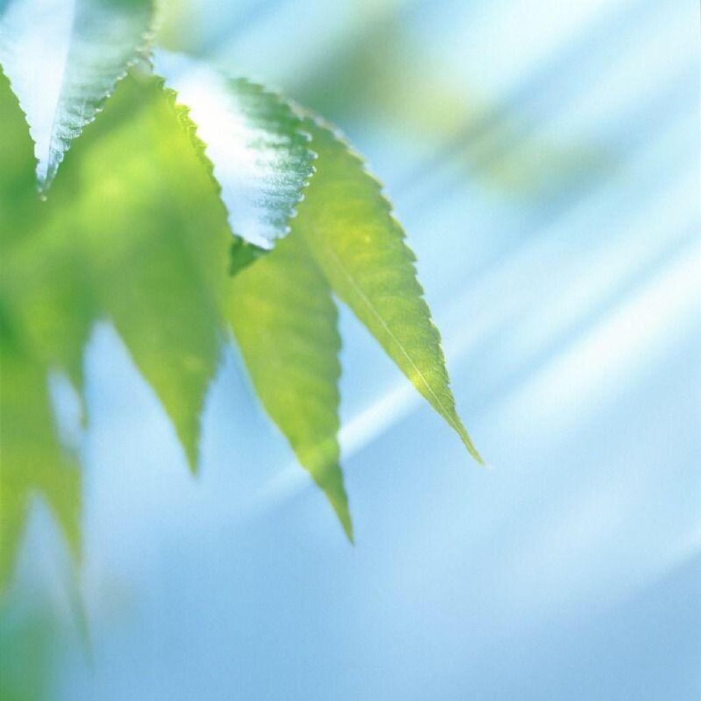 清新自然纯音乐