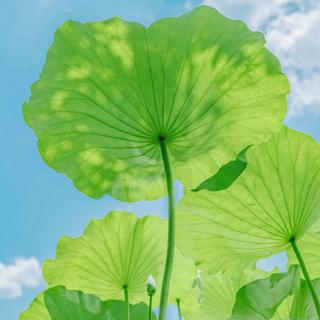 夏日限定 | 前奏一响 夏天登场！