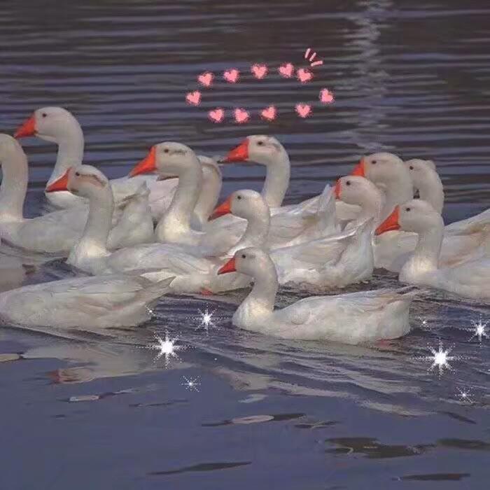 恋愛写真专辑