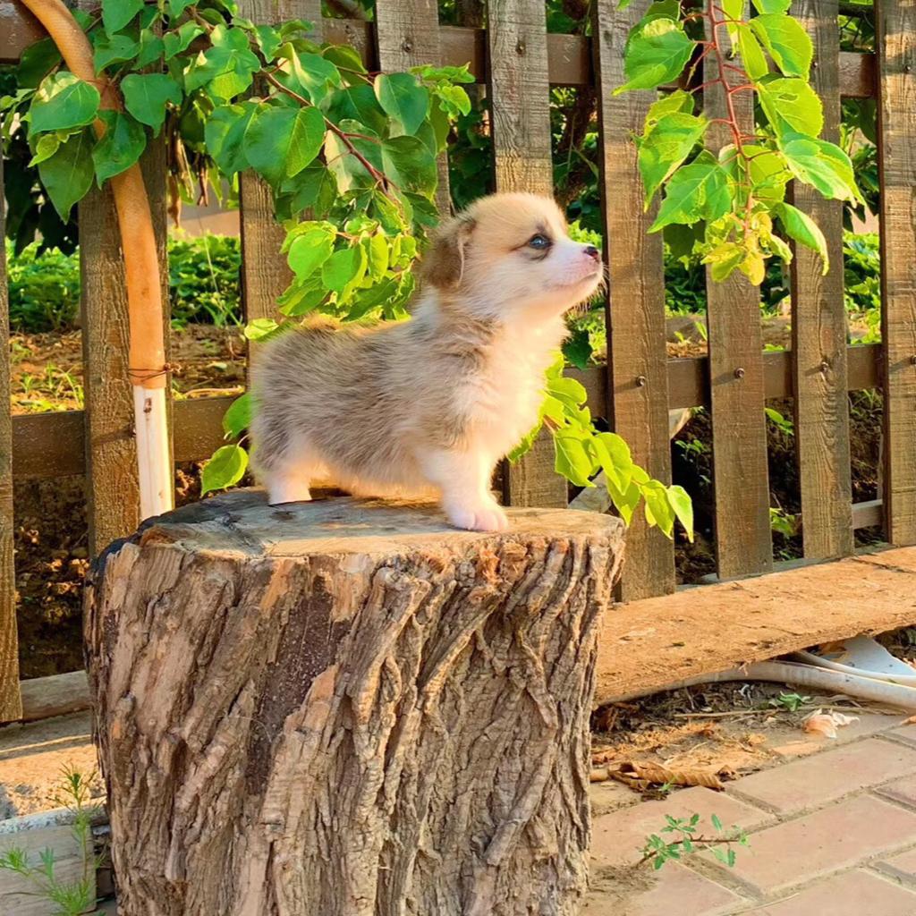 孕期舒缓音乐，胎教音乐