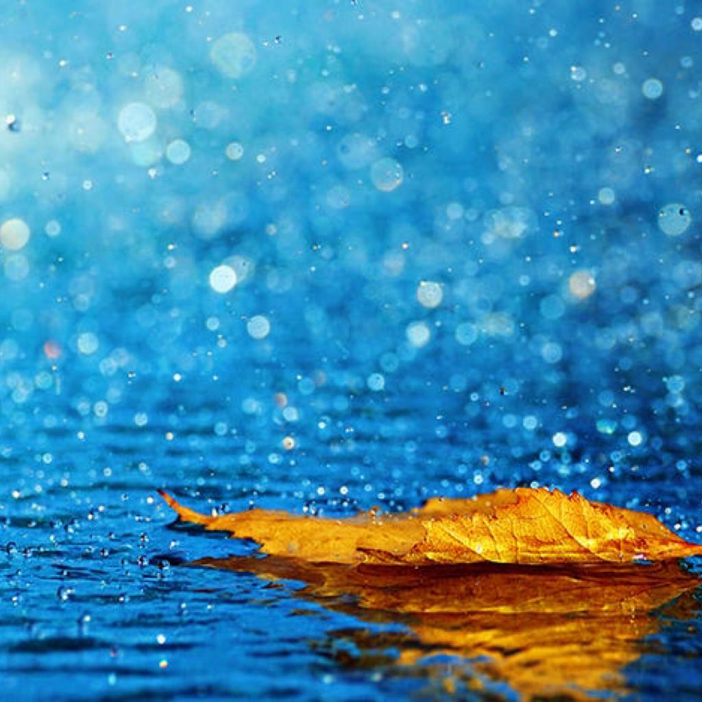 听雨-睡足酴醾梦也香-