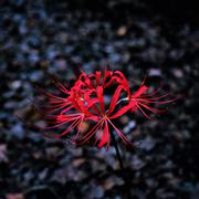 Red Spider Lily