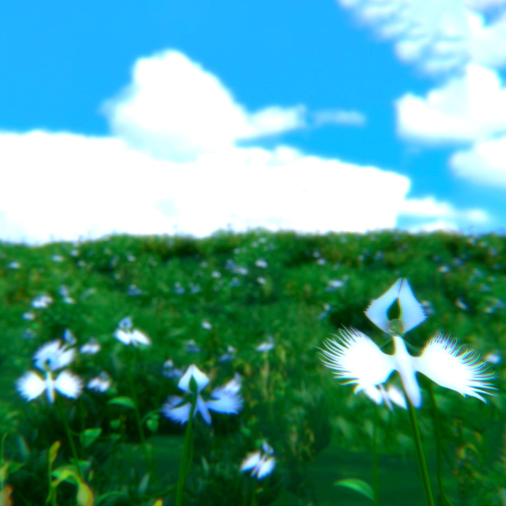 Bloom