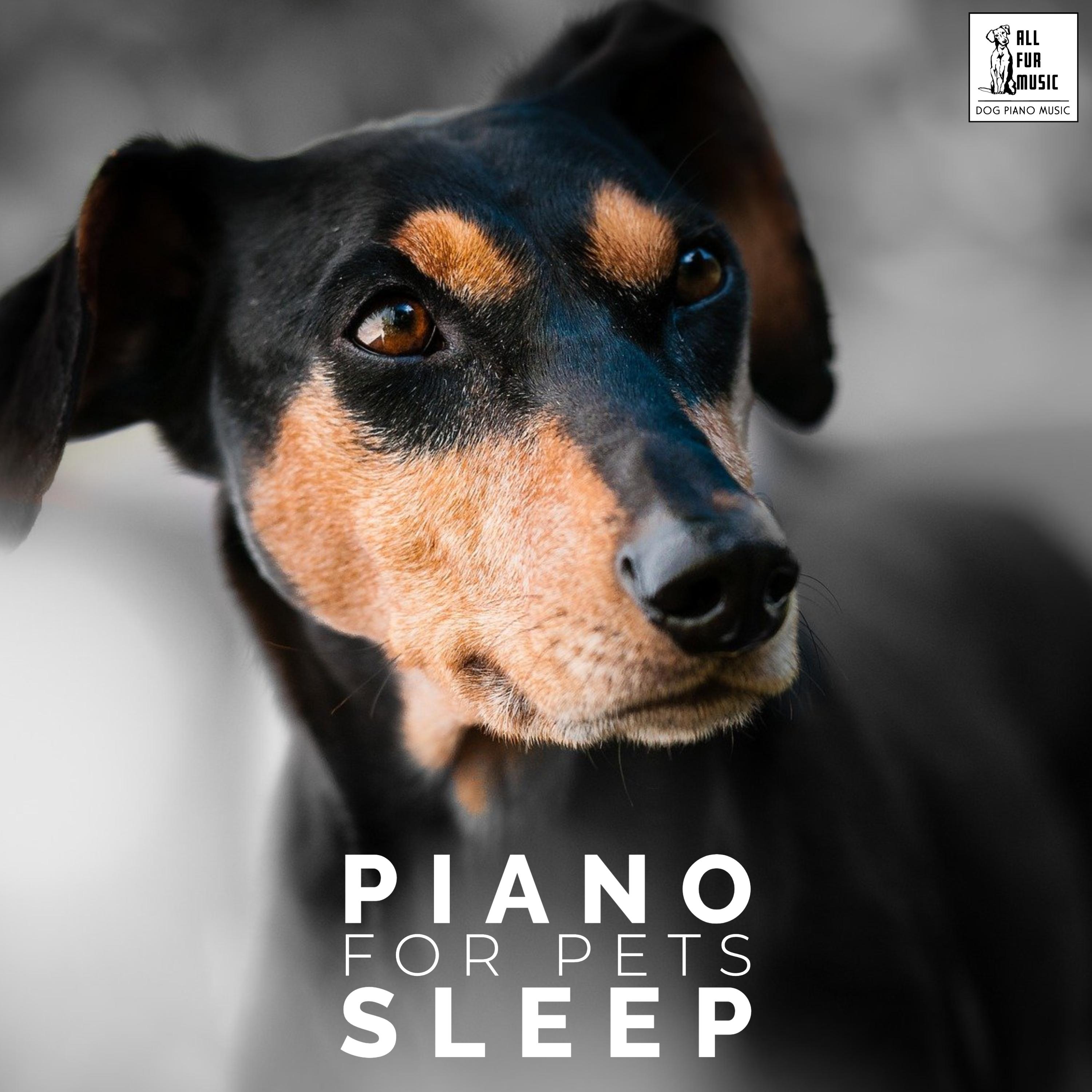 Piano For Pets Sleep