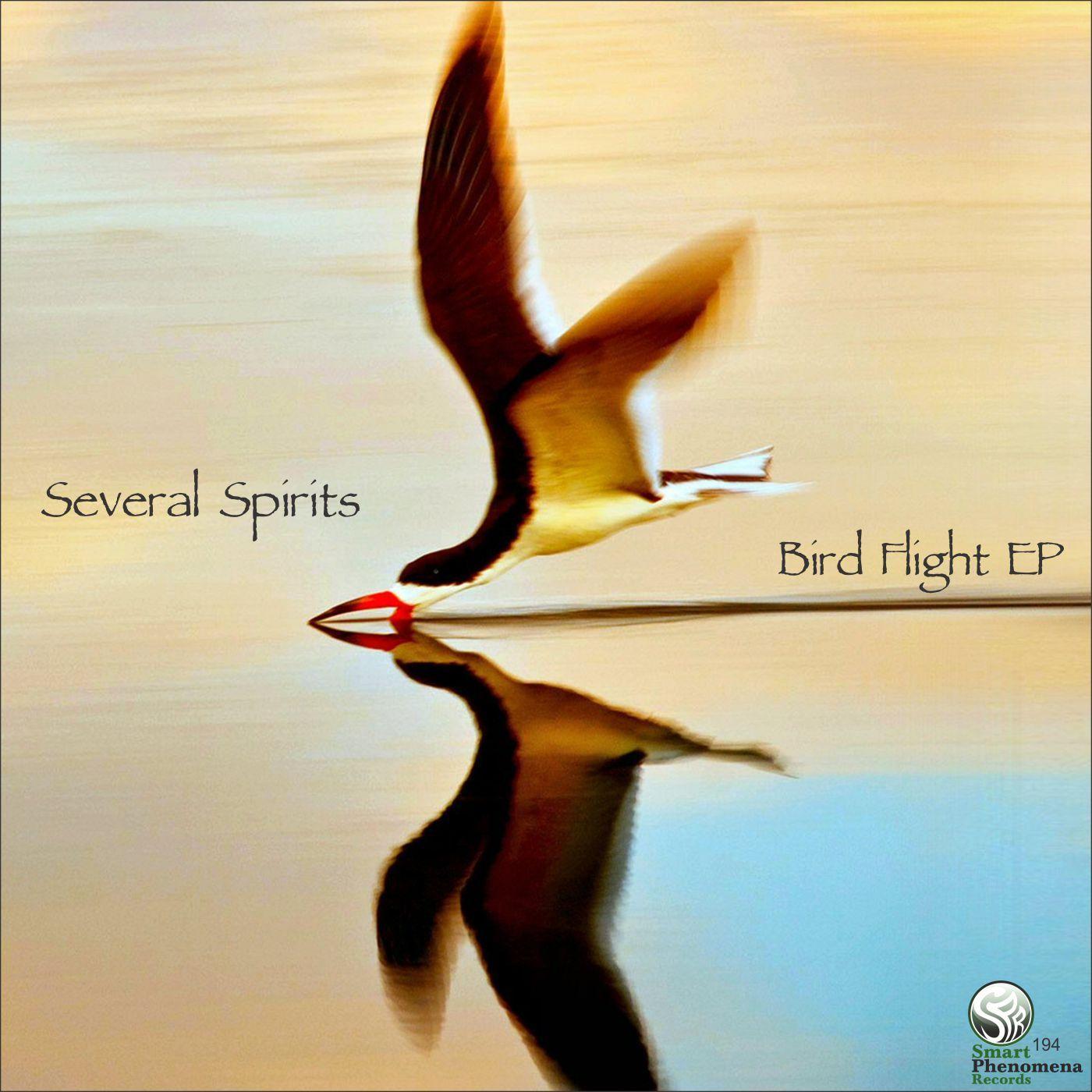 Bird Flight