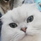 洪子骁