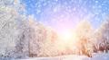 霜雪之境专辑
