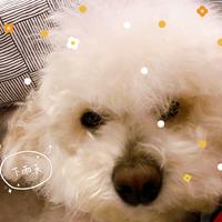 Post Malone - Circles (Disco Fries Bootleg Remix Clean Short Edit) 120