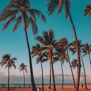 Tropical House|夏天必备解暑电子