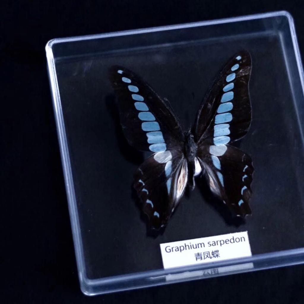 Butterfly's