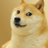 doge