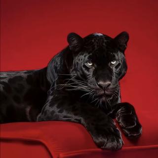 唱片R&B｜马天尼调式的黑胶串音