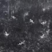 雨蝶花