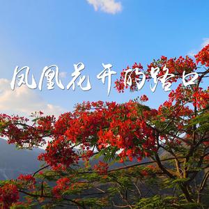 凤凰花开的路口 （精消） （降1半音）