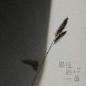 最佳后备专辑