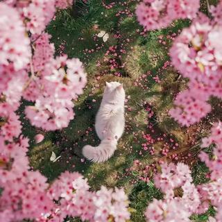 “回忆这盏茶又苦又涩”