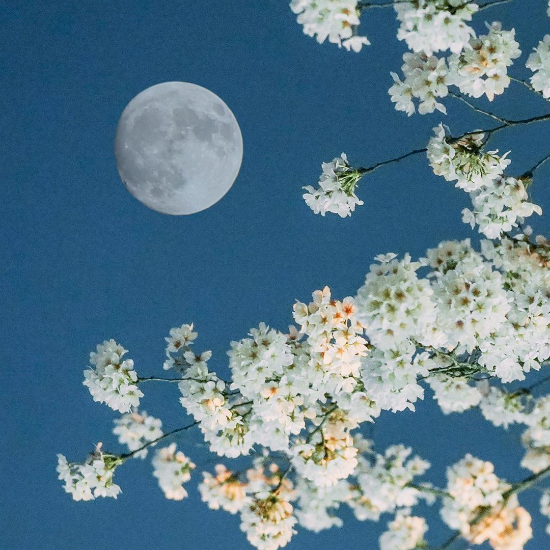 Flower night