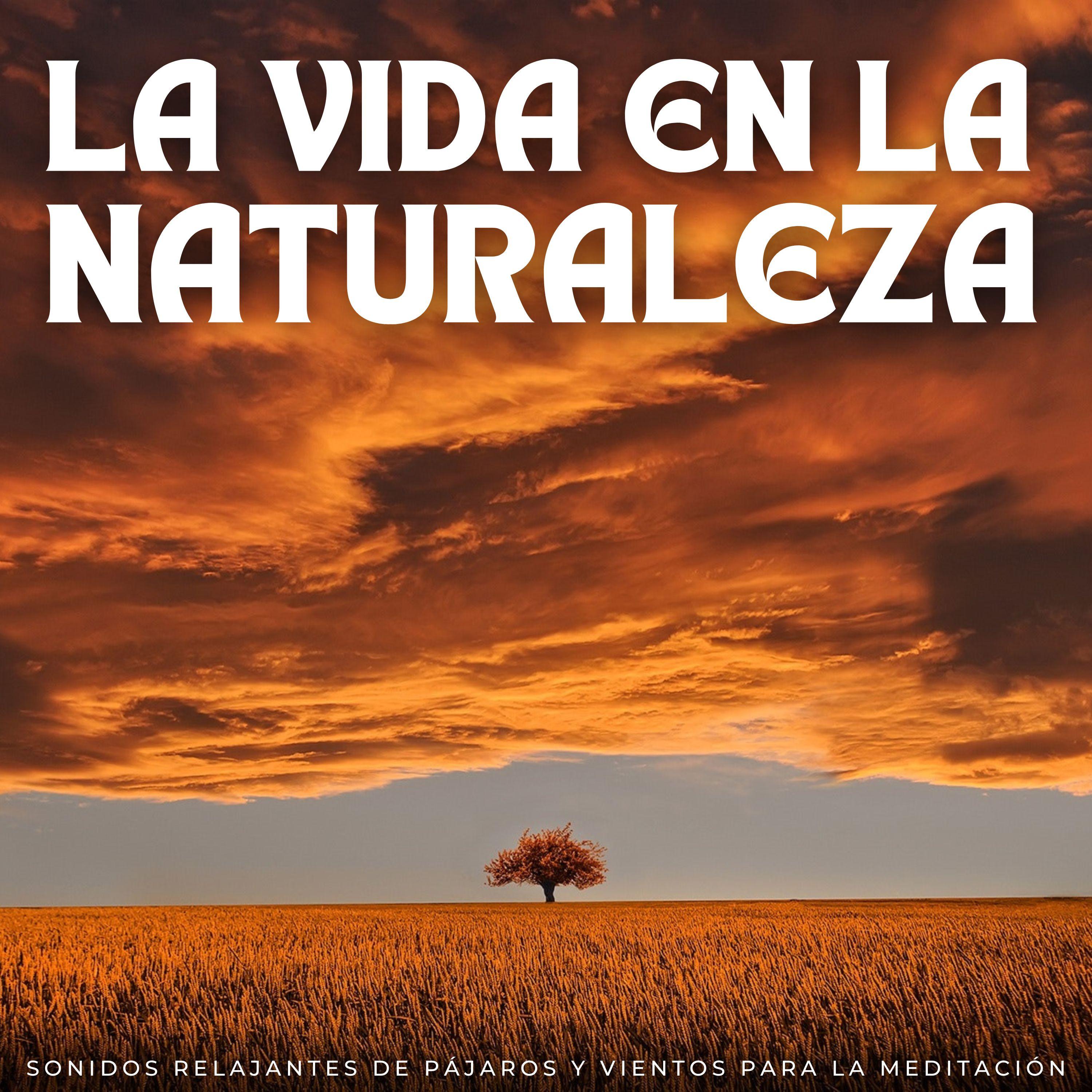 Ruido y Naturaleza - Un Retiro