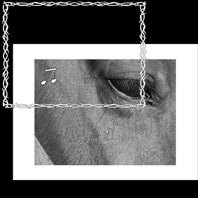 MY HORSE
