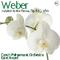 Weber: Invitation to the Dance, Op. 65 J. 260专辑