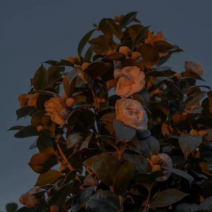 诛心 cover秦海清