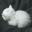 Sleepcats