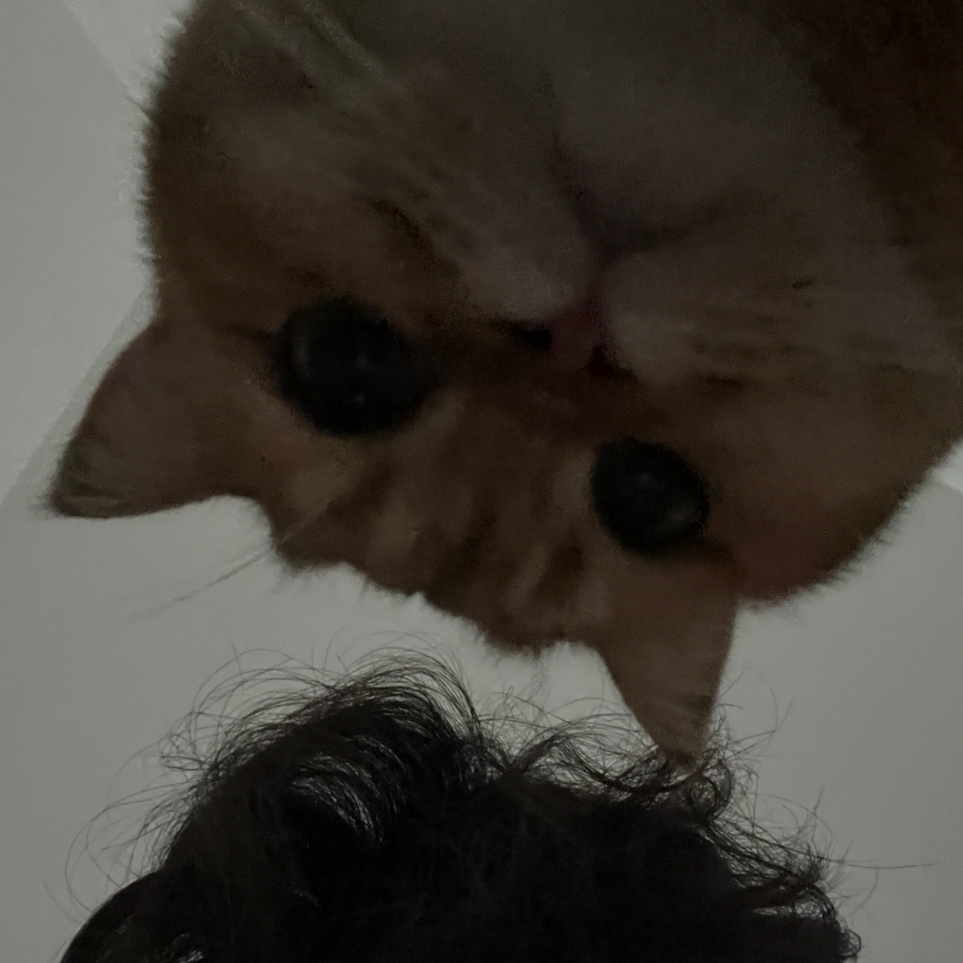 What Did I Do