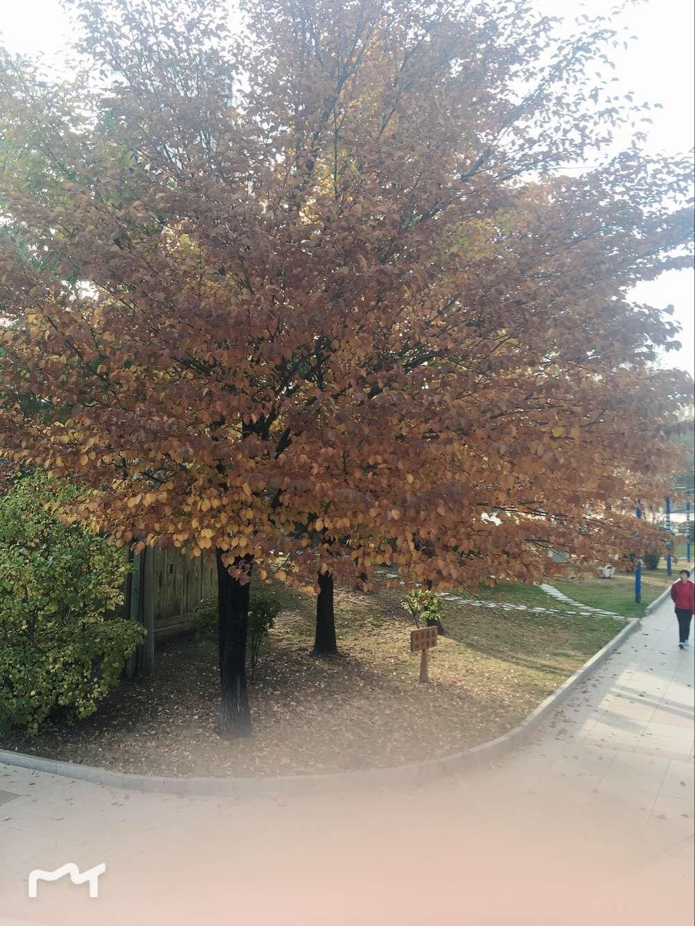 好久没在路灯下想象