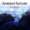 Ambient Nature Sounds – Calm Your Mind, Relaxing Melodies, Stress Free, Inner Harmony