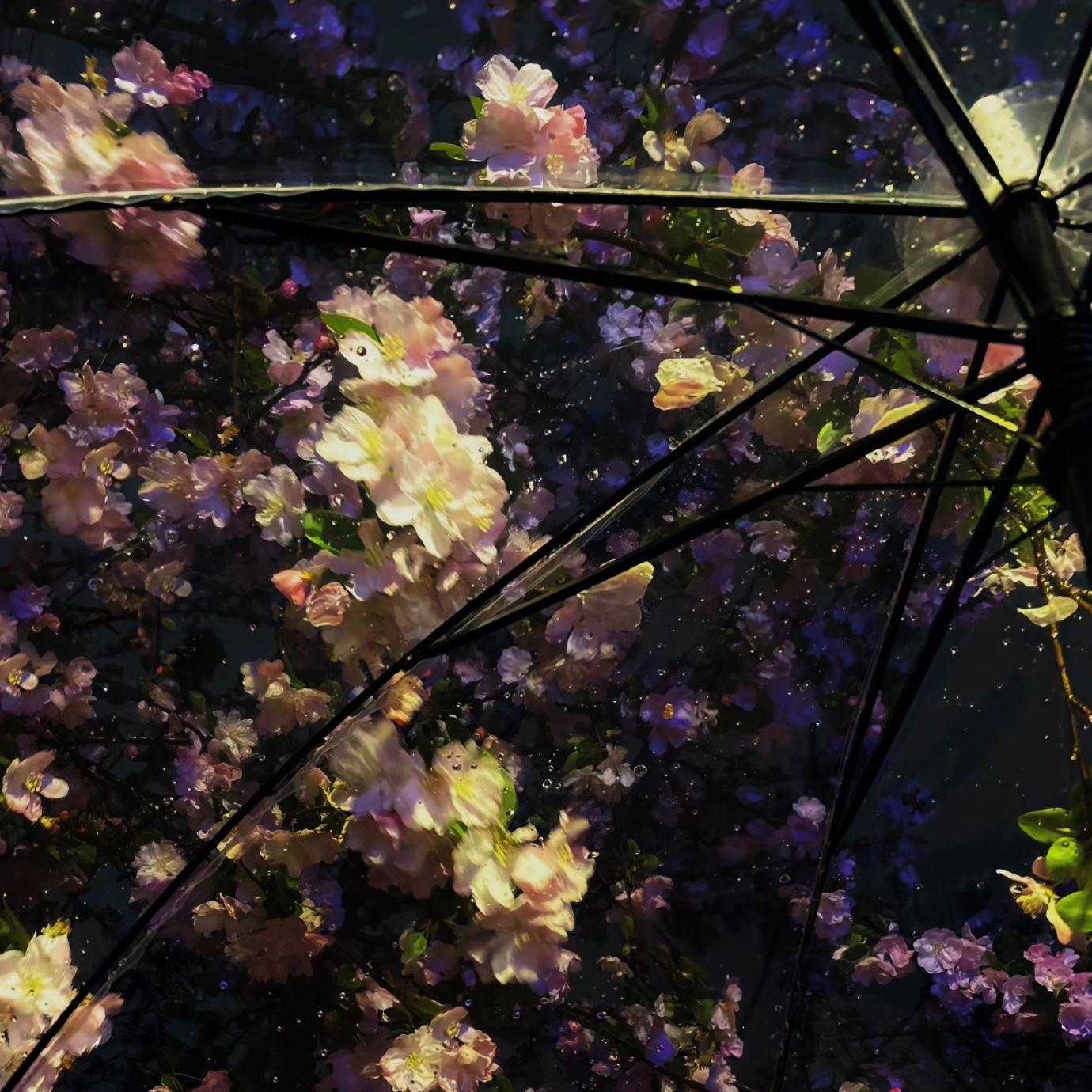 海棠花