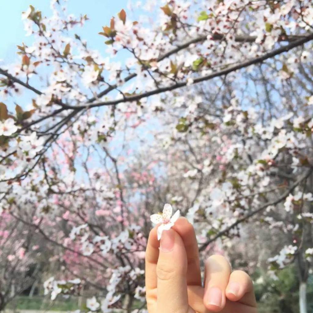 南方没有姑娘
