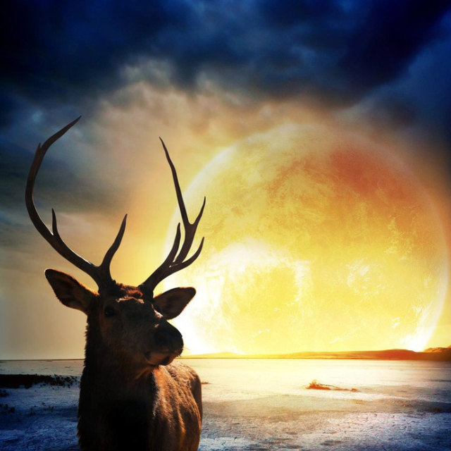 Antelope
