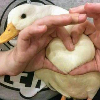 七月份的小螃蟹