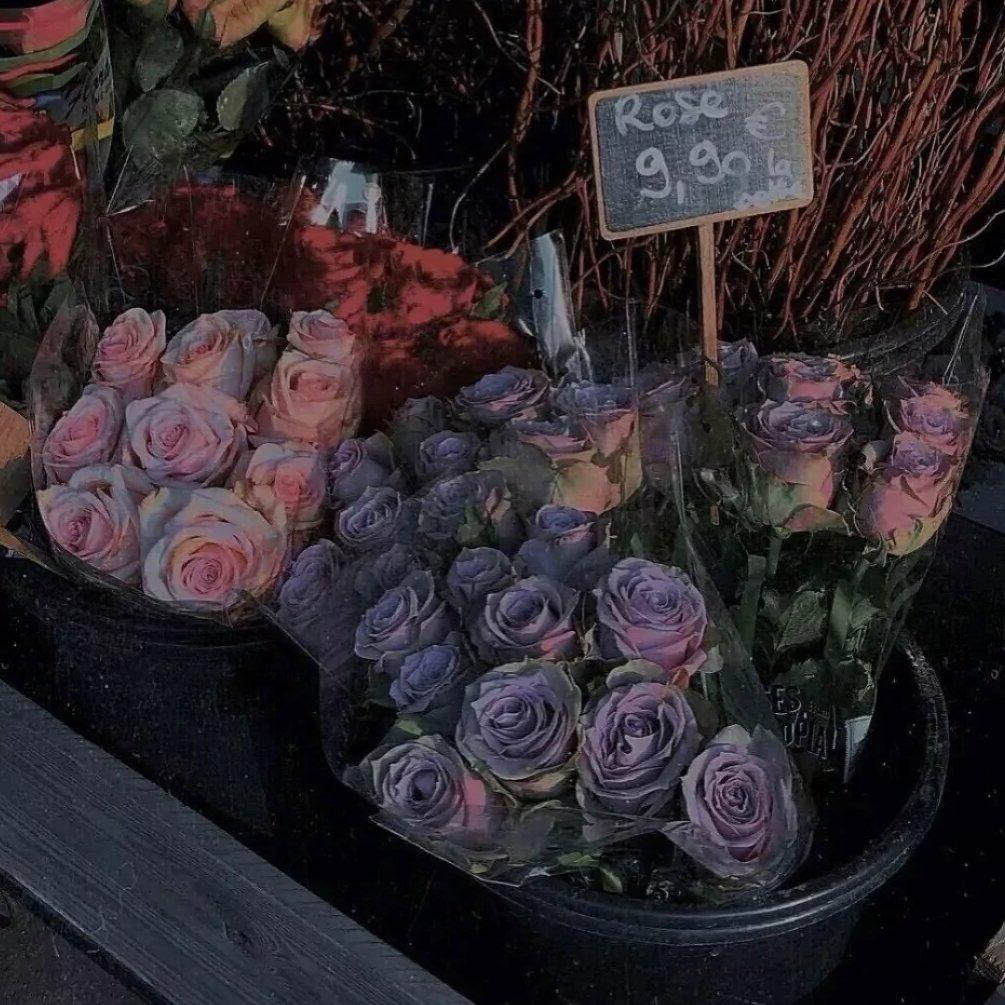 即使凋零的玫瑰也高于路边的野花 . | 在线播放 | 网易云音乐