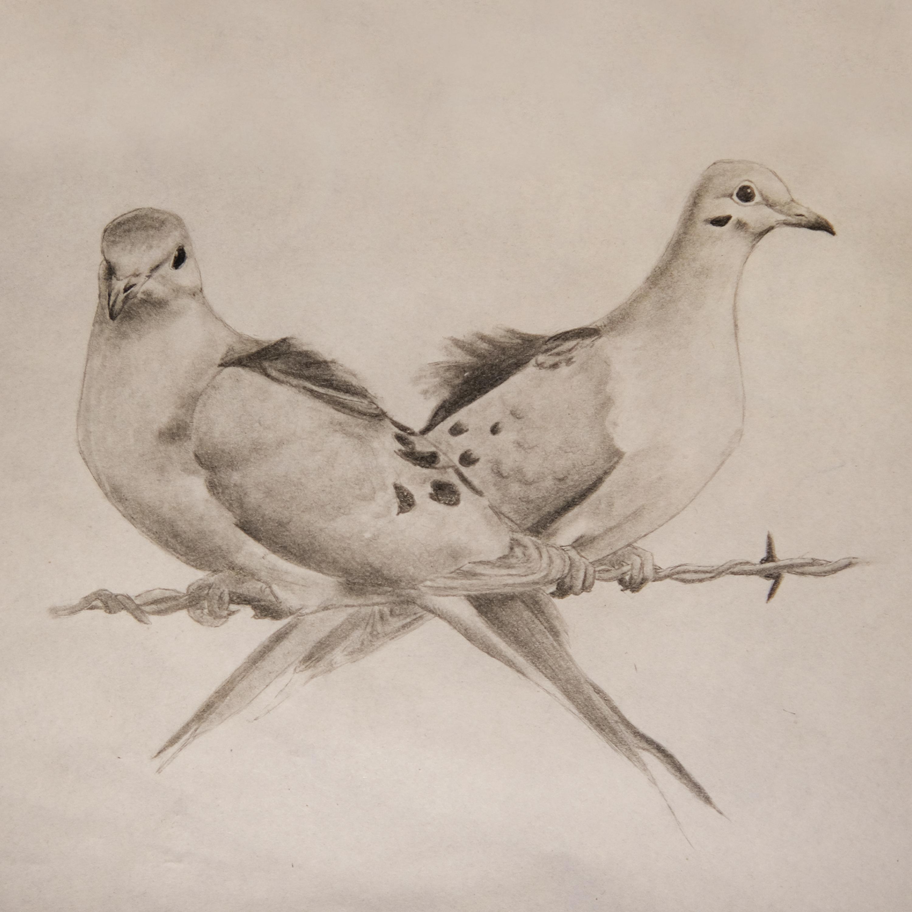 Mourning Doves