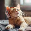 Calming Music for Cats - Playful Kitten Chords