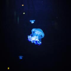 Jellyfish