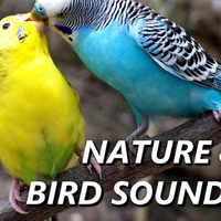 Nature And Bird Sounds资料,Nature And Bird Sounds最新歌曲,Nature And Bird SoundsMV视频,Nature And Bird Sounds音乐专辑,Nature And Bird Sounds好听的歌