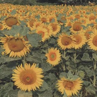 夏日甜向| 一罐桃子汽水催开初夏向日葵