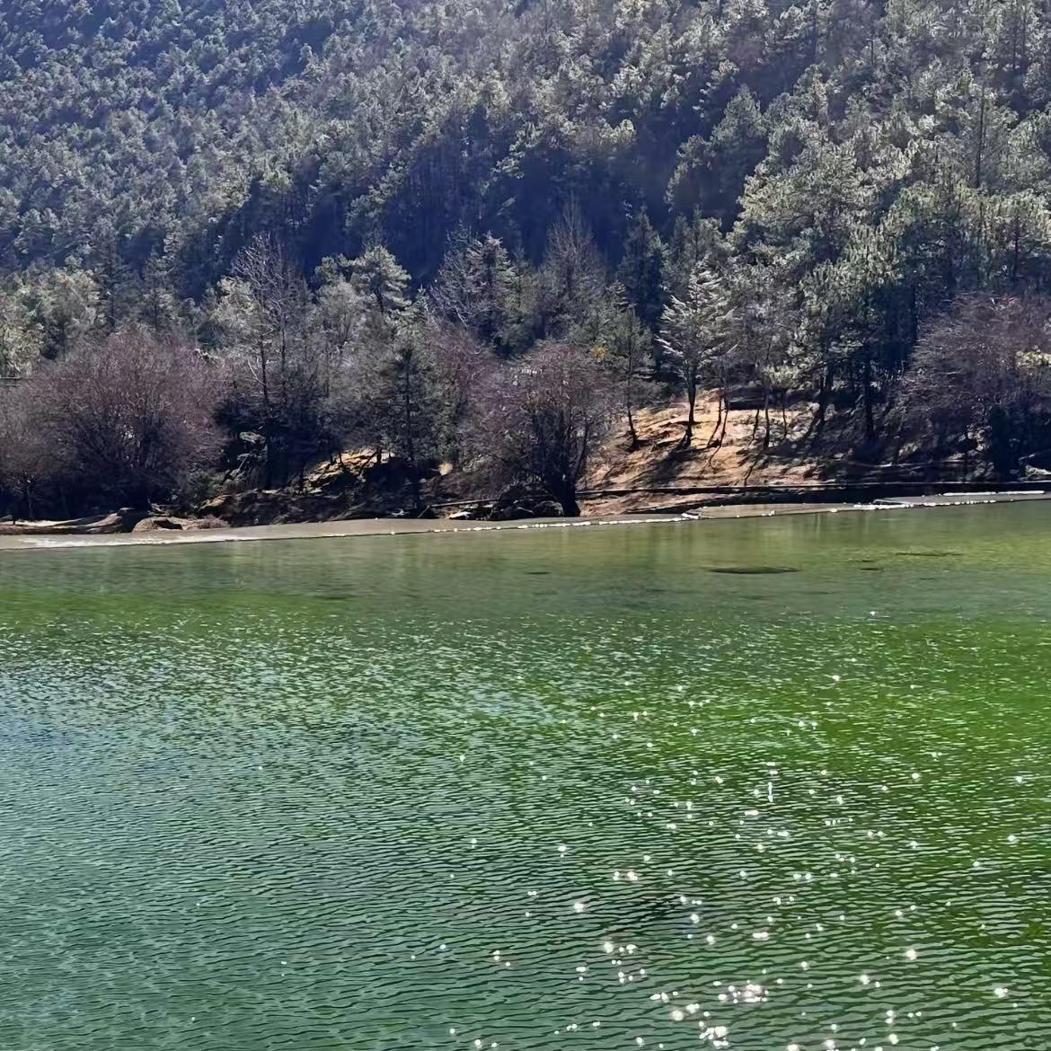 阳光映下的绿波