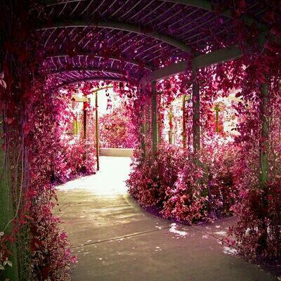 Secret Garden