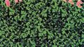 Green Grass专辑